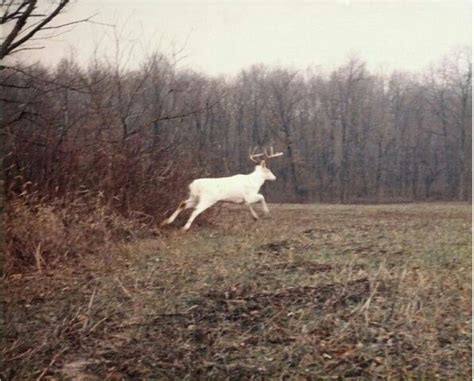 Rare Albino Deer Buck On An Iowa Farm Whitetail Deer Hunting