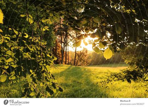 Sommer Am Waldrand Umwelt Ein Lizenzfreies Stock Foto Von Photocase