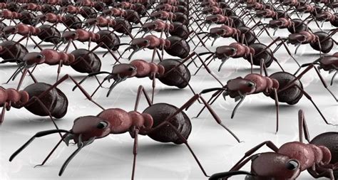 Ant Infestations Archives Avon Pest Control