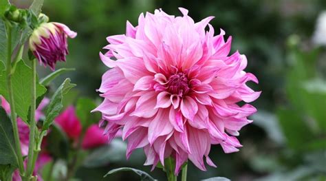 Growing Dahlias Tips To Plant Dahlias Plant Blink