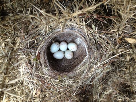 Linnet Nest Bird Egg Identification Bird Nests Linnet Spring Is Coming Nestled Love Birds