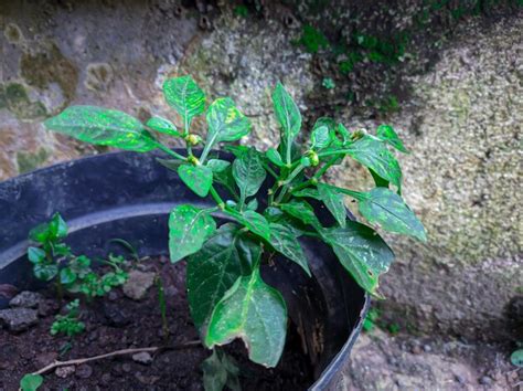 Premium Photo A Plant In A Black Pot With Green Leaves And The Word