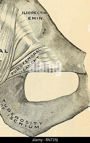 Anatomie descriptif et appliquée L anatomie La commune de hip j21