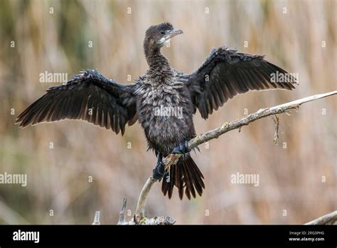 Pygmy Cormorant; Microcarbo pygmaeus Stock Photo - Alamy