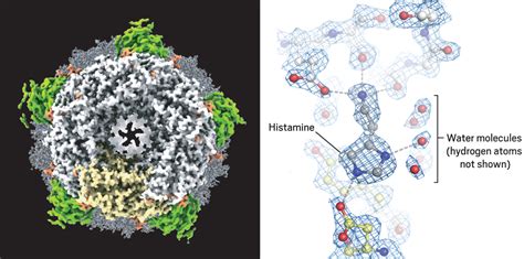 Cryo-electron microscopy reaches resolution milestone