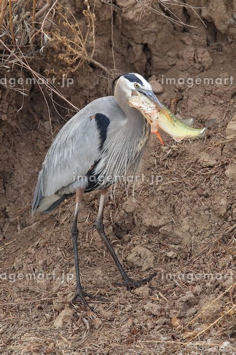 Great Blue Heron Ardea Herodias Eating A Fish Bosque Del Apache