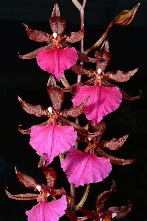 Rhynchostele Bictoniensis Grown By Orchideen Holm Flickr