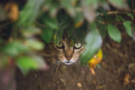 Why This Adorable Cat Is the Deadliest in the World - Health & Detox ...