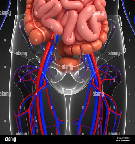 Digestive And Circulatory System Of Male Body Artwork Stock Photo Alamy