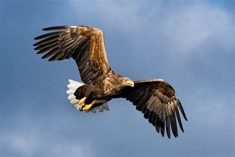 21 Wild Animals In Ireland Wildlife In Ireland Kevmrc