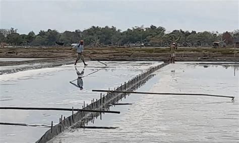 Petani Minta Pt Garam Kendalikan Harga Garam Indoposco