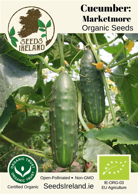 Marketmore Cucumber Seeds Ireland Organic Vegetable Seed