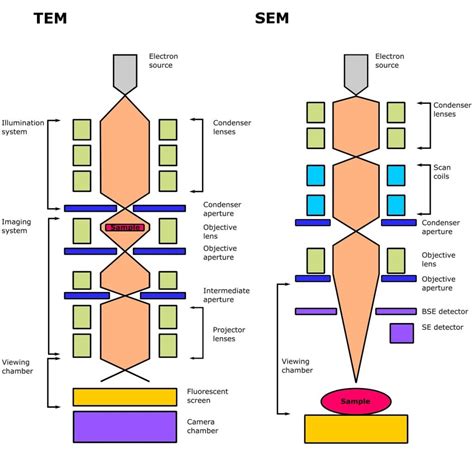 Types Of Microscopes Definition Working Principle Diagrams