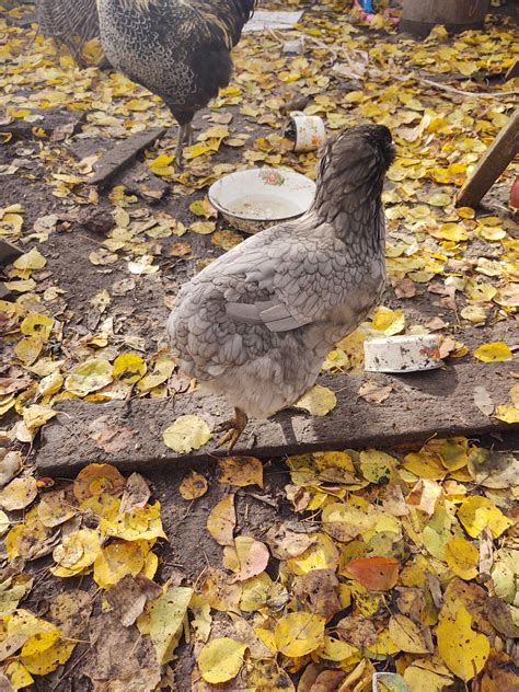 Курочки Араукана голубі яйця і півник амераукана: 500 грн. - Пташки ...
