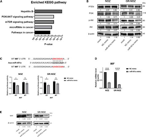 Microrna 451a Inhibits Gemcitabine Refractory Biliary Tract Cancer