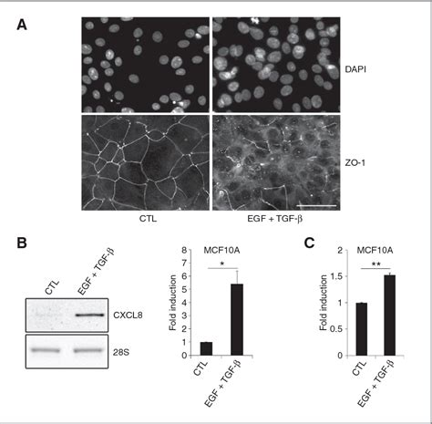 PDF Signaling And Regulation Regulation Of CXCL 8 IL 8 Expression