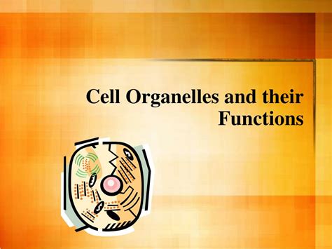 Ppt Cell Organelles And Their Functions Powerpoint Presentation Free