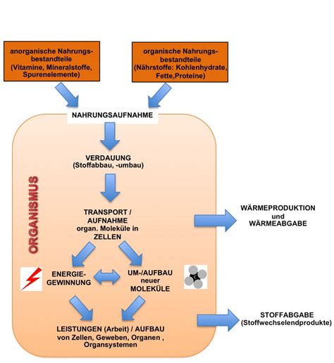 Ab Flie Diagramm Ern Hrung Stoffwechsel Und Zellen