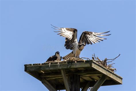 The Western Osprey Pandion Haliaetus during Nesting Stock Photo - Image of natural, feather ...