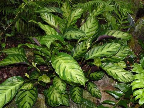 Calathea Louisae Plant Care Growing Basics Water Light Soil