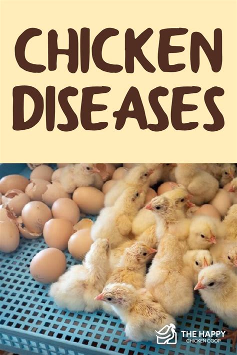 5 Chicken Diseases & Treatment - The Happy Chicken Coop