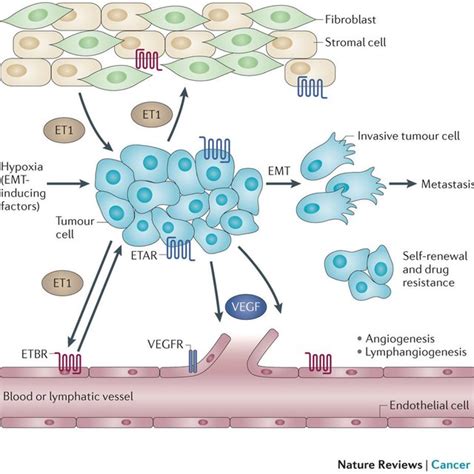 Role Of Endothelin In Angiogenesis In Human Cell Rosan L Et Al