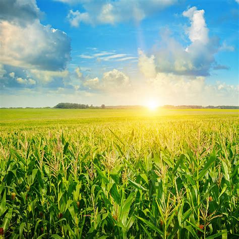 Royalty Free Corn Field Pictures Images And Stock Photos Istock