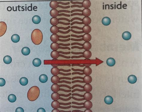 Chapter 3 Cell Structure And Function Flashcards Quizlet