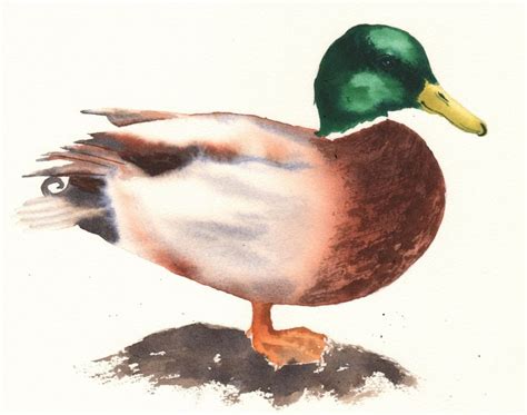 Watercolor Duck Tutorial 2 of 4 | Watercolour tutorials, Watercolor art ...