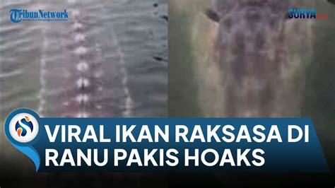 Viral Ikan Raksasa Muncul Di Ranu Pakis Lumajang Diduga Hanya