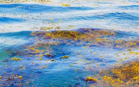 Gua De Praia Muito Nojenta Algas Vermelhas Sargazo Caribe M Xico