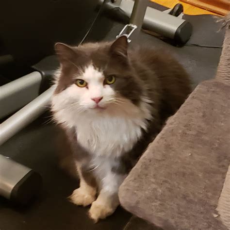 Sizzlin System On Twitter Hey Guys Look At My Cat Old As Fuck Https T Co Imi B Ofk