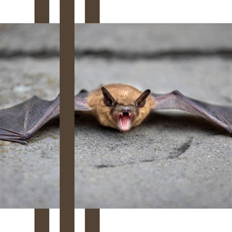 Bat Removal & Control | Backwater Wildlife Solutions