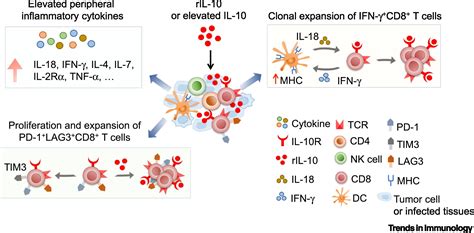 A Potential Role Of Interleukin 10 In Covid 19 Pathogenesis Trends In