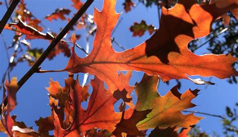 Why Trees Change Color in Fall - Backbone Valley Nursery