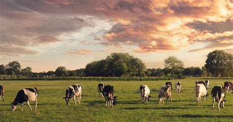 Start Arla Foods Polska Sa