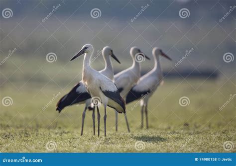 White Storks On Grassland Stock Photo Image Of Nature 74980158