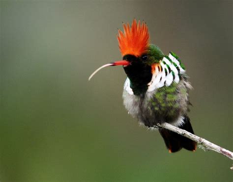 S Rie Topetinho Vermelho Lophornis Magnificus Pet Birds Most