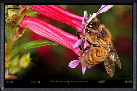 Macro Photography And Focus Stacking Made Easy Skill Success