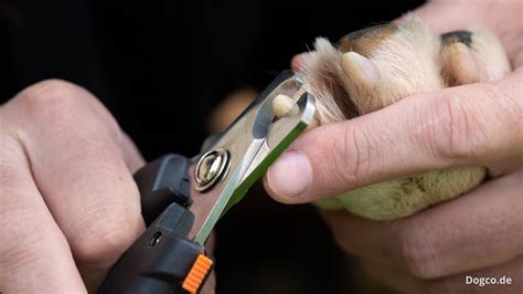 Hund Krallen schneiden schmerzfrei richtig kürzen Anleitung