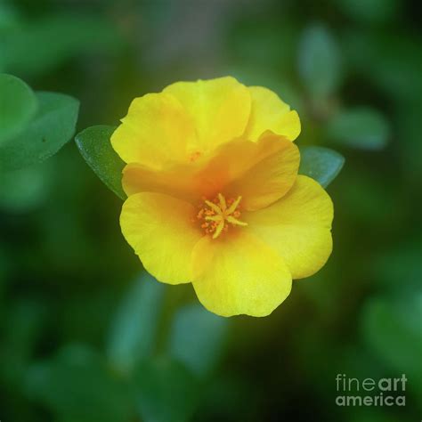 Yellow Portulaca Flower J4 Photograph By Ilan Rosen Fine Art America