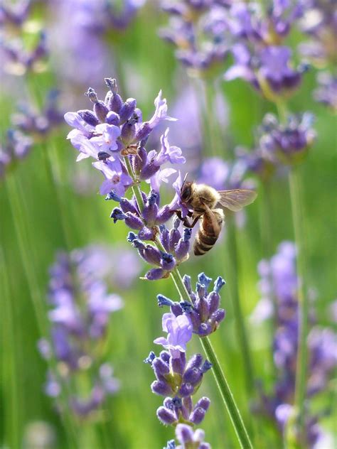 Bunga Lavender Makna Taksonomi Ciri Morfologi Manfaat And Cara Tanam
