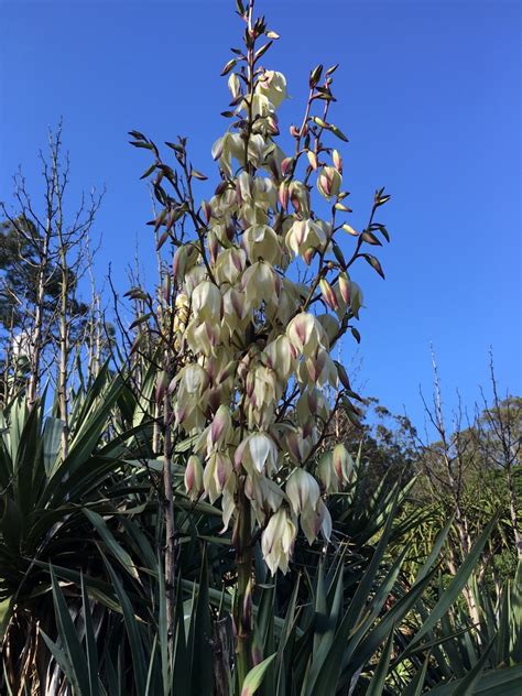 Dusty Old Thing — Izote The National Flower Of El Salvador Its