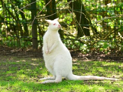 The Pavlikeni Zoo renewed its licence for another 5 years