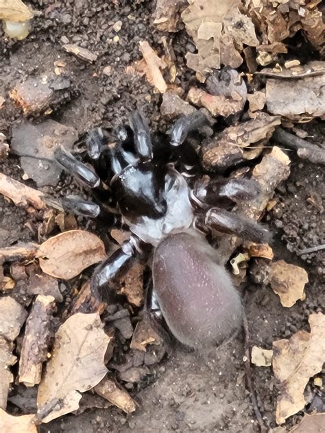 Unidentified Spider In Austin Texas United States