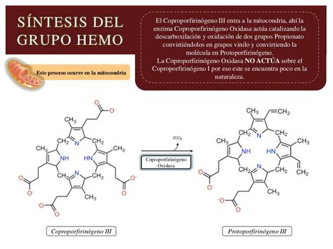 Sintesis del grupo hemo