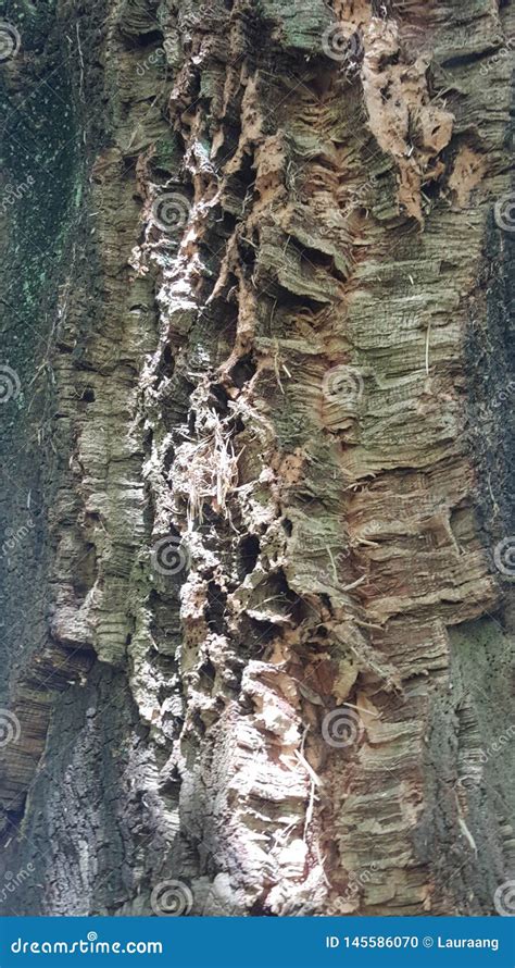 Detalle Del Rbol En Jard N La Belleza En Naturaleza Foto De Archivo