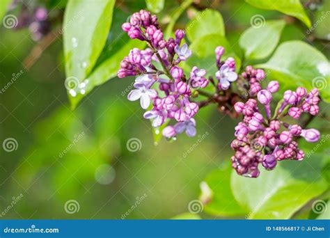 Arbusto Violeta De Floresc Ncia Da Flor Do Syringa Imagem De Stock