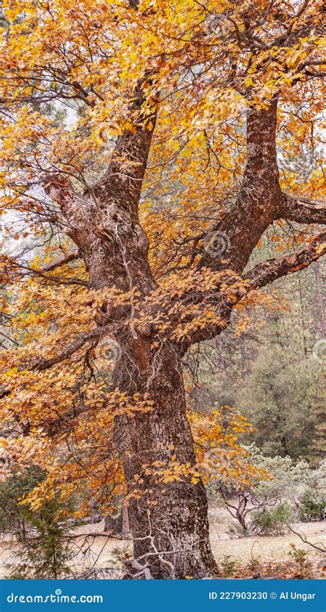 Trees Of Yosemite National Park Stock Photo Image Of Species Wider