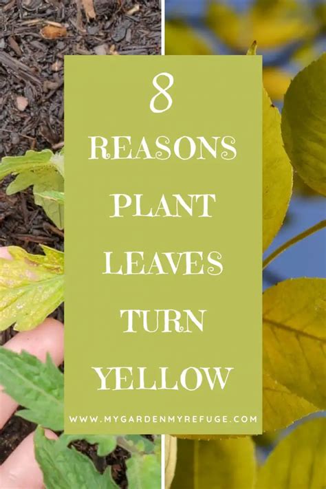 Reasons Your Plants Leaves Are Turning Yellow Wellness Gardens